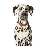 Dalmatian